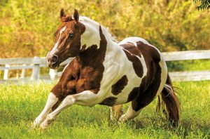 Exemplar brasileiro é favorito ao título de cavalo mais versátil do mundo