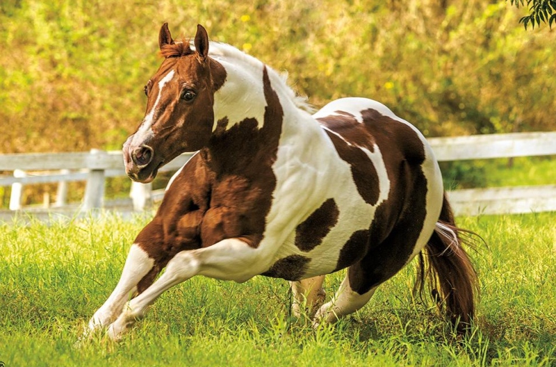 Não registrado: Os melhores cavalos da categoria na história do
