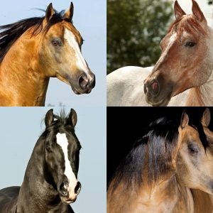 Do melhor pedigree de trabalho: conheça o time de garanhões do Haras Império