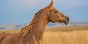 Você consegue adivinhar as raças desses cavalos?!?