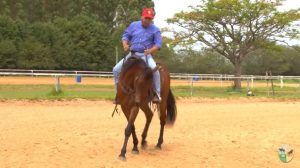 TV UC – Tudo sobre flexionamento em cavalos