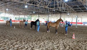 Acompanhe a 3ª Exposição do Cavalo Campolina de Jacareí/SP