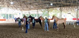 Conheça os grandes marchadores da 3ª Exposição do Cavalo Campolina de Jacareí