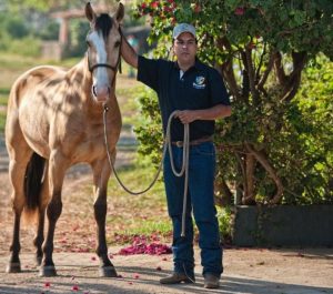 Aluisio Marins é o único treinador brasileiro da Online Horse Fair International