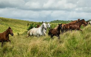 Haras Escuro é reduto de campeões de marcha picada em Pernambuco