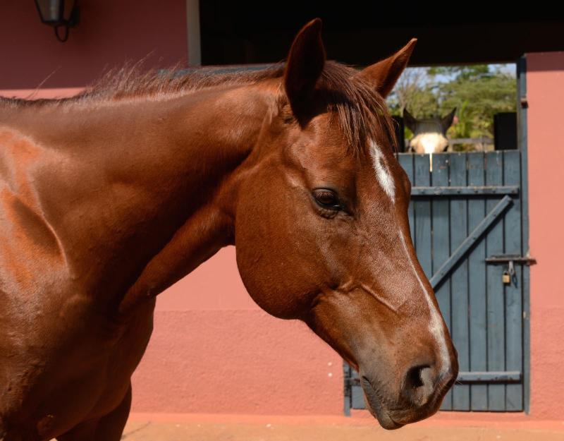 Com Bruiser, Filipe Masetti Leite viajou 16 mil quilômetros do Canadá até o Brasil; o cavalo morreu de cólica essa semana em São Paulo