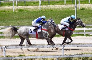 Cavalo Árabe vem conquistando seu espaço na Corrida