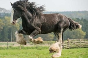 Clydesdale está entre as raças de cavalos mais altas do mundo