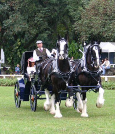 Originário da Escócia, o Clydesdale é famoso pelo seu temperamento, muito afetuosos aos seus donos. Mas chama atenção também o seu tamanho