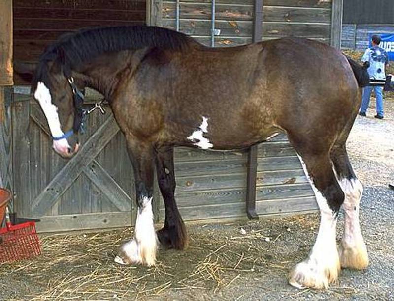 Originário da Escócia, o Clydesdale é famoso pelo seu temperamento, muito afetuosos aos seus donos. Mas chama atenção também o seu tamanho