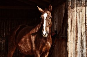 Como cuidar do seu cavalo em situação de extremo calor