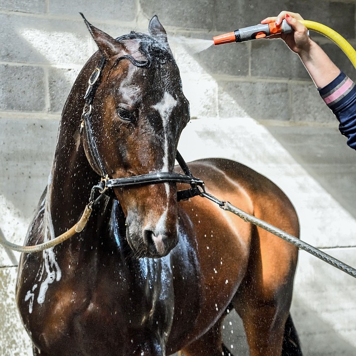 Além de hidratar o seu cavalo com água, no calor é necessário proporcionar um ambiente fresco e até mesmo estar disposto a dar banho nele