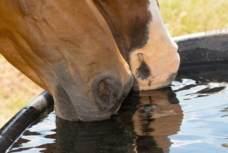 Além de hidratar o seu cavalo com água, no calor é necessário proporcionar um ambiente fresco e até mesmo estar disposto a dar banho nele