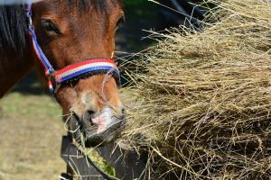 Como detectar úlceras gástricas em cavalos?