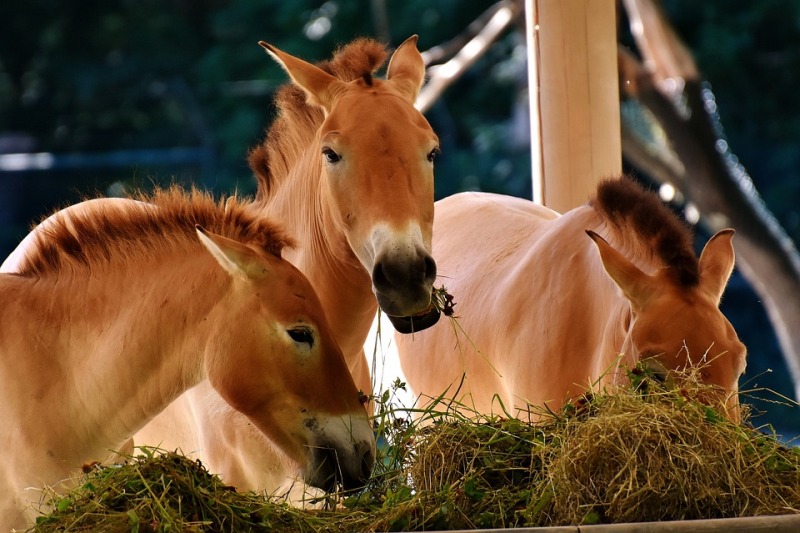 As úlceras gástricas são muito comuns em cavalos e pode afetar animais de qualquer idade Sem dúvida, é preciso ficar atento aos sinais 