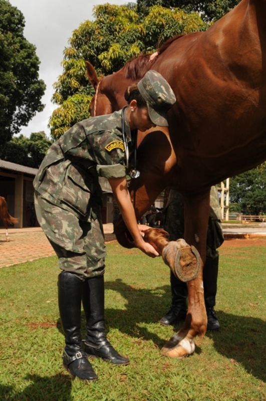 A história da cavalaria e sua importância para o nascimento da veterinária  militar – Animal Business Brasil