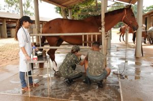 Conheça a Medicina Veterinária no Exército Brasileiro
