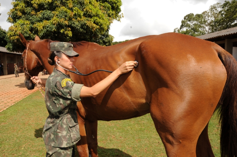 Desde que o mundo é mundo, o cavalo é usado em combate. Não é diferente no Exército Brasileiro, e se faz necessário e Medicina Veterinária