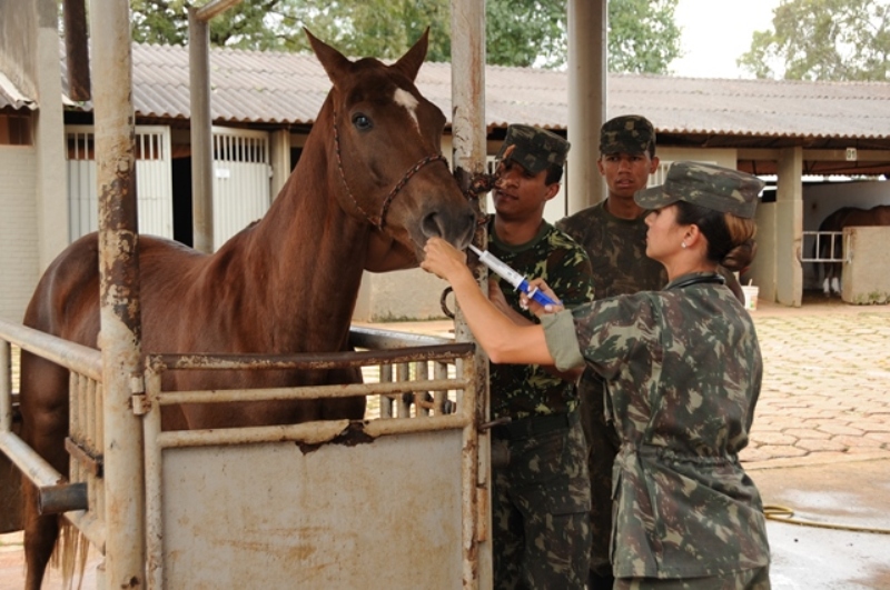 Desde que o mundo é mundo, o cavalo é usado em combate. Não é diferente no Exército Brasileiro, e se faz necessário e Medicina Veterinária