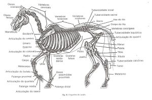 Conheça o sistema ósseo dos cavalos