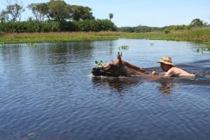 Dicas e locais para você nadar com o cavalo