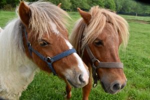 Digestibilidade e palatabilidade de glicerina na dieta de equinos