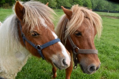 Digestibilidade e palatabilidade de glicerina na dieta de equinos