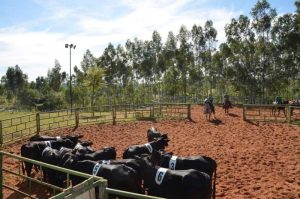 Estrutura ideal para um CT de Ranch Sorting