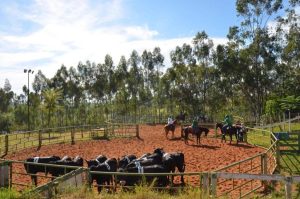 Existe cavalo ideal para Ranch Sorting?