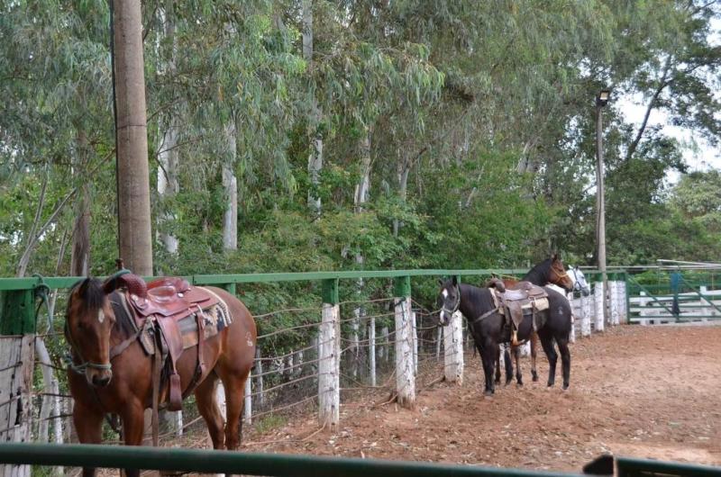 Conversamos com o pessoal do CT Estância da Mata para entender melhor sobre o melhor animal para Ranch Sorting; existe o cavalo ideal?