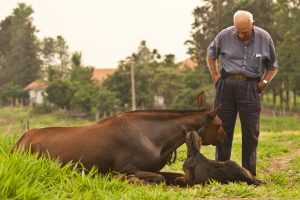 Haras Nanuque: uma trajetória fora do comum