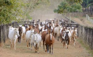 Haras Zel: dedicação, vocação e conhecimento a serviço do Marchador