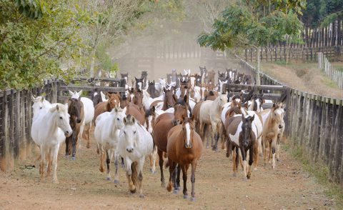 Haras Zel: dedicação, vocação e conhecimento a serviço do Marchador