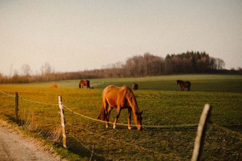Instalações para equinos: piquetes