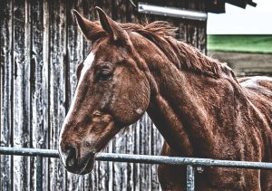 Instalações para equinos: piquetes para garanhões, éguas e potros