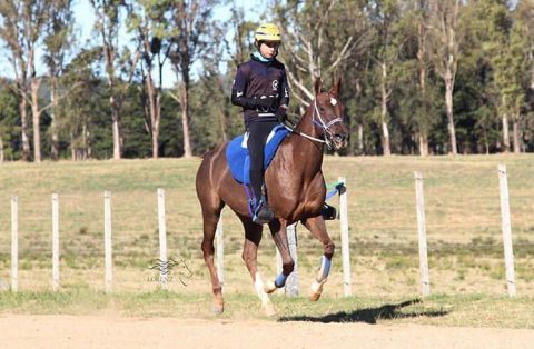 José Caio Frisoni Vaz Guimarães e a paixão pelo enduro equestre