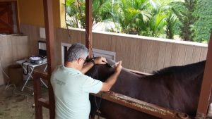 Médico Veterinário passa seu conhecimento de mais de 30 anos trabalhando com Ozonioterapia em equinos