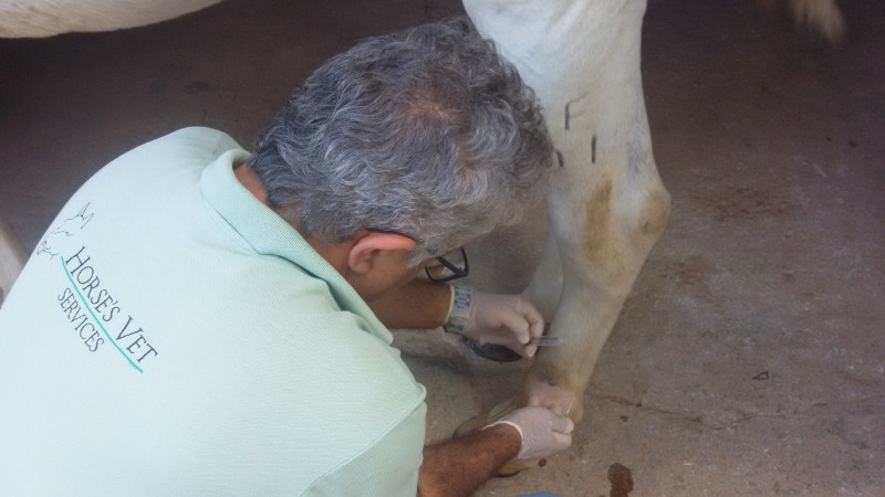 Curso de Ozonioterapia aplicada para equinos com Dr. Haroldo Vargas acontece em são Paulo no final de outubro, em São Pedro/SP, Haras NSG