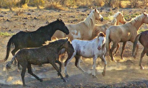 O reinado do cavalo Mustang em uma manada