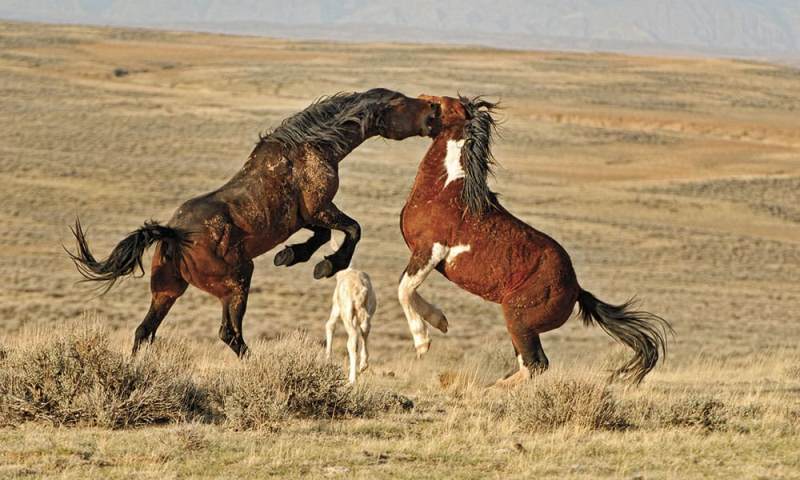 Alianças improváveis, traições amargas e triângulos amorosos; como o cavalo Mustang luta pela sobrevivência e pelo amor em campo aberto