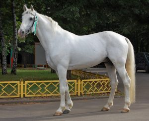 Orloff Horse é uma raça de trote de origem Russa