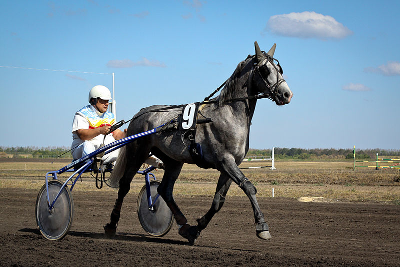 Orloff Horse é uma raça de trote de origem Russa