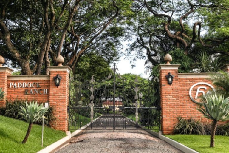Leilão Paddock Ranch é a maior oferta de animais Quarto de Milha da história