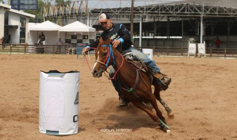 Cavalo Árabe é destaque na Expointer Digital 2020