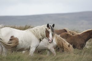 Existe fórmula para lidar com os problemas em cavalos?