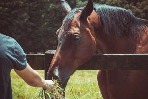 Alguns deveres dos proprietários de cavalos