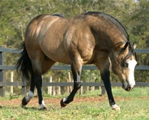 Todo cavalo Baio é igual? Pele clara e crinas pretas? Encontramos diferenças sutis nessa pelagem, contudo a beleza permanece a mesma
