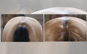 Você sabe a diferença entre o cavalo Buckskin e Dun?