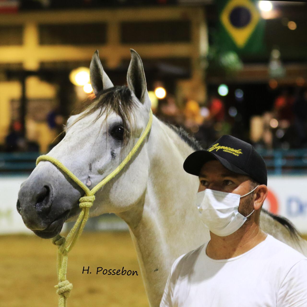 34º Campeonato Brasileiro de Marcha Batida Mangalarga Marchador 11 - Cavalus