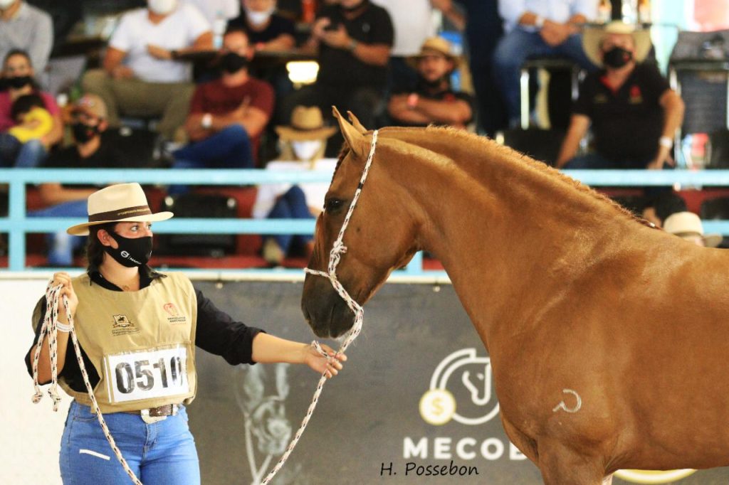 abccmm-realiza-a-39-exposi-o-nacional-do-cavalo-mangalarga-marchador